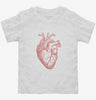 Anatomical Heart Toddler Shirt 666x695.jpg?v=1700379480
