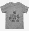 Cute Havana Brown Cat Breed Toddler