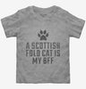 Cute Scottish Fold Cat Breed Toddler