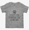 Cute Scottish Straight Cat Breed Toddler